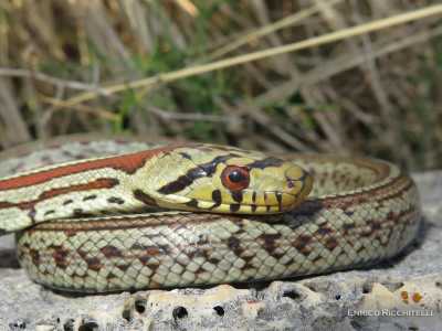 ...Enrico ci mostra il rudere di un caseggiato rurale, l� dove vive il raro serpente "colubro leopardino"